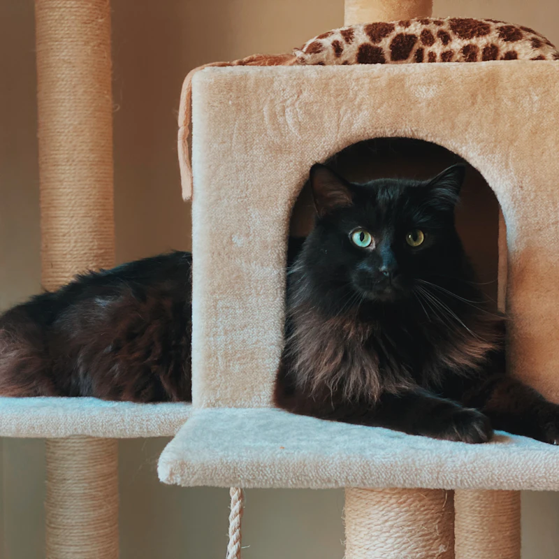 Compact Cat Scratcher Lounge β Pet Supplies at Gallen Shop