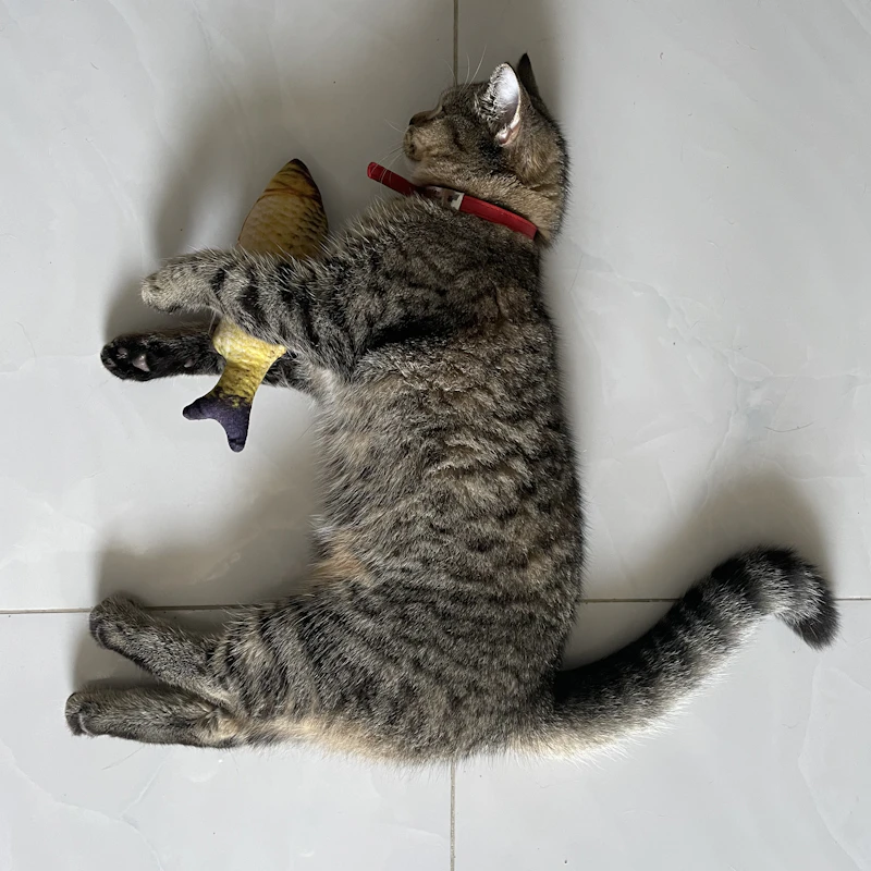 Feather Wand Cat Toy Set β Pet Supplies at Gallen Shop