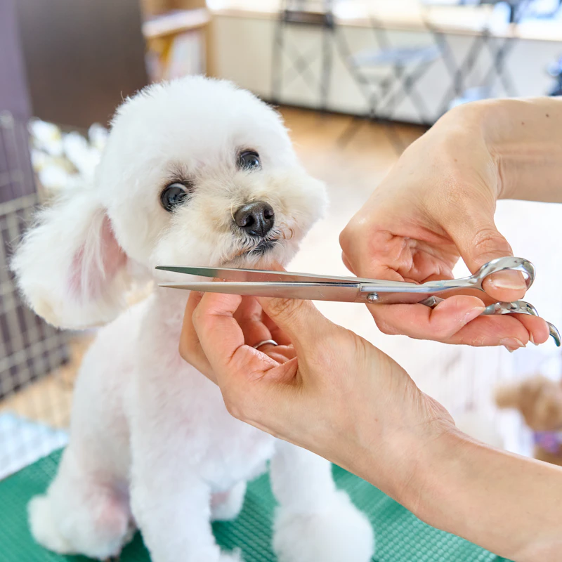 Home Grooming Kit for Dogs β Pet Supplies at Gallen Shop