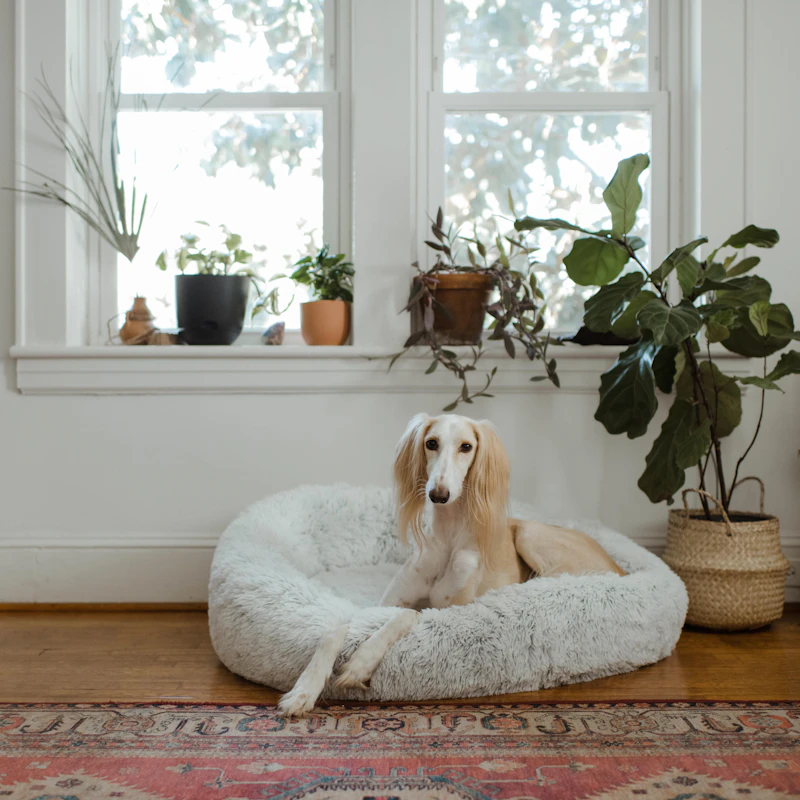 Orthopedic Dog Bed — Medium — Pet Supplies at Gallen Shop