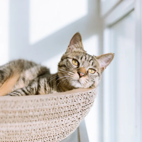 Plush Cat Cave Bed — Pet Supplies at Gallen Shop
